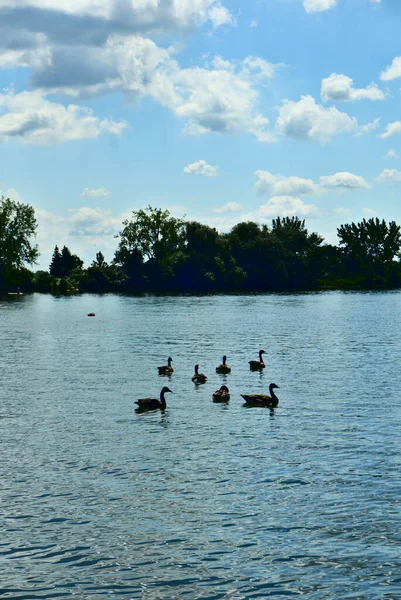 Gruppo Sette Canada Oca Nuotare Insieme Nel Fiume Laurent Santo — Foto Stock