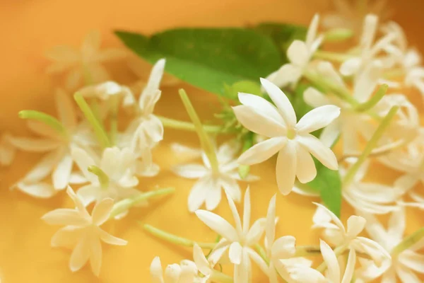 Jasmine sarı sahneye düşer..