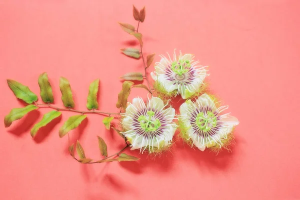 Çiçekler ve yapraklar güzel pembe bir arka planda süslenmiş..