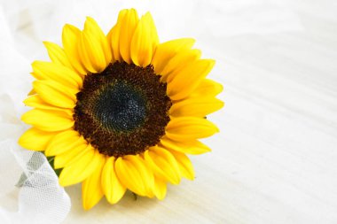 Sarı duvarda izole edilmiş güzel ayçiçekleri, güneş ışığıyla kaplanmış ahşap arka plan, klasik, ev dekorasyonu, sarı çiçek, bahar, sıcak, mutlu, iyimser sembol, çiçek, doğa.