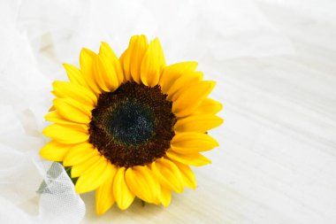 Sarı duvarda izole edilmiş güzel ayçiçekleri, güneş ışığıyla kaplanmış ahşap arka plan, klasik, ev dekorasyonu, sarı çiçek, bahar, sıcak, mutlu, iyimser sembol, çiçek, doğa.