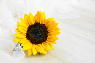 Sarı duvarda izole edilmiş güzel ayçiçekleri, güneş ışığıyla kaplanmış ahşap arka plan, klasik, ev dekorasyonu, sarı çiçek, bahar, sıcak, mutlu, iyimser sembol, çiçek, doğa.