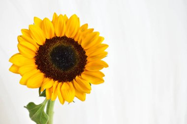 Sarı duvarda izole edilmiş güzel ayçiçekleri, güneş ışığıyla kaplanmış ahşap arka plan, klasik, ev dekorasyonu, sarı çiçek, bahar, sıcak, mutlu, iyimser sembol, çiçek, doğa.