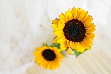 Sarı duvarda izole edilmiş güzel ayçiçekleri, güneş ışığıyla kaplanmış ahşap arka plan, klasik, ev dekorasyonu, sarı çiçek, bahar, sıcak, mutlu, iyimser sembol, çiçek, doğa.