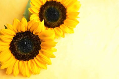 Sarı duvarda izole edilmiş güzel ayçiçekleri, güneş ışığıyla kaplanmış ahşap arka plan, klasik, ev dekorasyonu, sarı çiçek, bahar, sıcak, mutlu, iyimser sembol, çiçek, doğa.