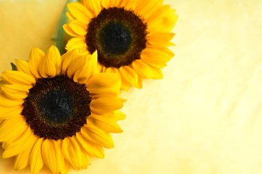 Sarı duvarda izole edilmiş güzel ayçiçekleri, güneş ışığıyla kaplanmış ahşap arka plan, klasik, ev dekorasyonu, sarı çiçek, bahar, sıcak, mutlu, iyimser sembol, çiçek, doğa.