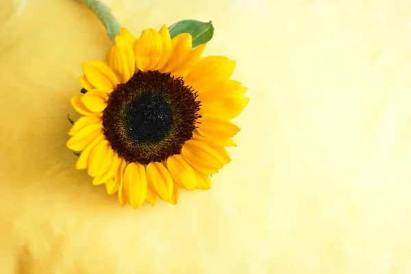 Beautiful Sunflowers Isolated Yellow Wall Wood Background Sunlight Morning Vintage — Stock Photo, Image