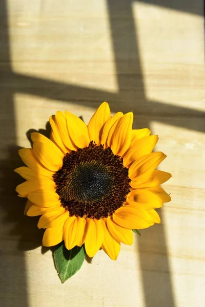 Beautiful Sunflowers Isolated Yellow Wall Wood Background Sunlight Morning Vintage — Stock Photo, Image