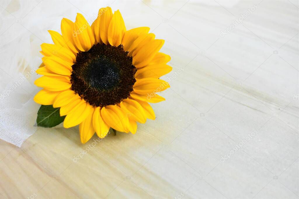Beautiful sunflowers isolated in yellow wall, wood background with sunlight morning, vintage, home decoration, yellow flower, spring, warm, happy, optimistic symbol, blossom, nature
