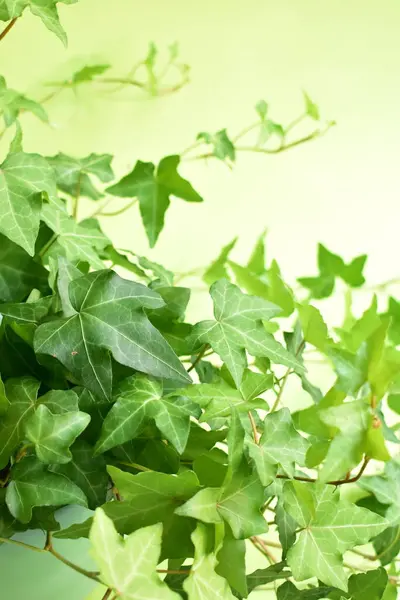 Зеленый Плющ Hedera Helix Листья Фона Светло Зеленый Пастельно Зеленый — стоковое фото