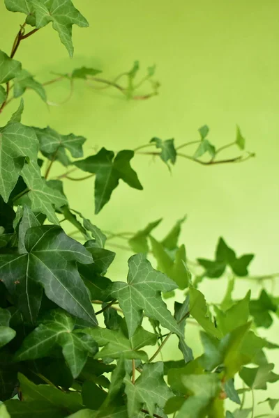 Зеленый Плющ Hedera Helix Листья Фона Светло Зеленый Пастельно Зеленый — стоковое фото