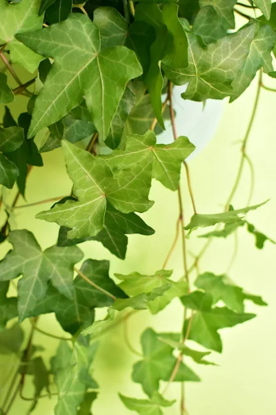 Зеленый Плющ Hedera Helix Листья Фона Светло Зеленый Пастельно Зеленый — стоковое фото