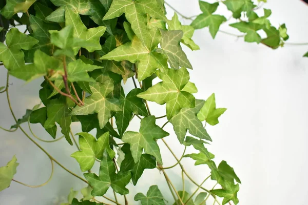 Grüner Efeu Hedera Helix Blätter Hintergrund Pastellgrün Frisch Grüne Dekoration — Stockfoto