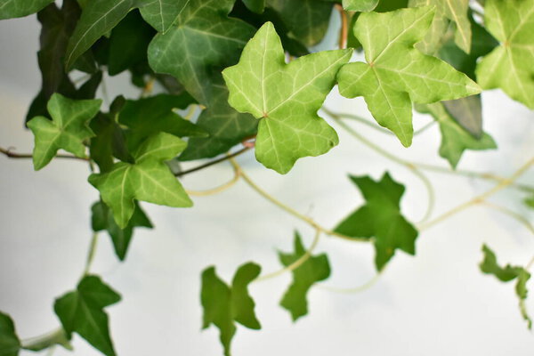 Зеленый плющ, Hedera Helix листья фона, пастельно-зеленый, свежий, зеленый декор, экологически чистые, ботанический сад, листья стены, природа
