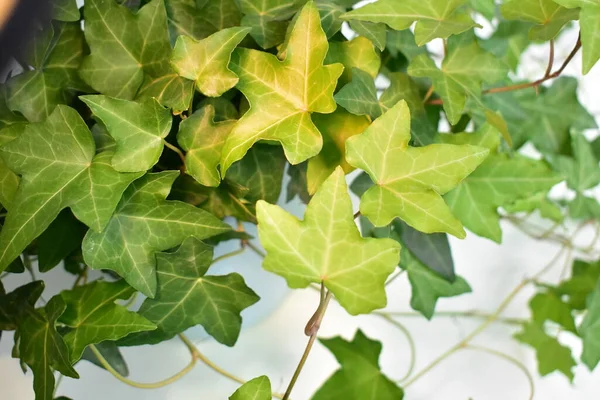 아이비 헬륨은 파스텔그린 친환경 나뭇잎 — 스톡 사진