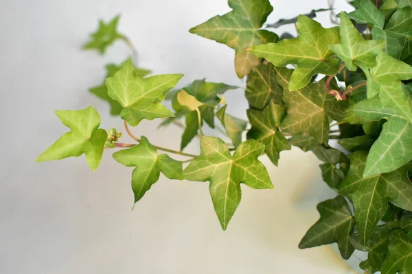 Green Ivy Hedera Helix Foglie Sfondo Verde Pastello Fresco Decorazione — Foto Stock