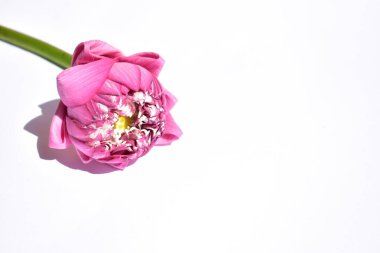 Güzel pembe nilüfer arkaplanı, yakın plan, Buda nilüferleri, huzur ve meditasyon, çiçek, pembe çiçekler, pastel pembe arka plan, bahar