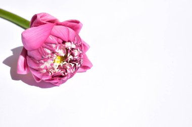 Güzel pembe nilüfer arkaplanı, yakın plan, Buda nilüferleri, huzur ve meditasyon, çiçek, pembe çiçekler, pastel pembe arka plan, bahar