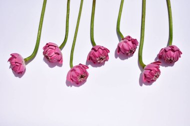 Güzel pembe nilüfer arkaplanı, yakın plan, Buda nilüferleri, huzur ve meditasyon, çiçek, pembe çiçekler, pastel pembe arka plan, bahar