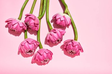 Güzel pembe nilüfer arkaplan, deri döşeme, üst manzara, pastel pembe arka plan, nilüfer arkaplan, güneşli barış, çiçekler, çiçek, bahar, Buda lotusu, pembe nilüfer, botanik, meditasyon