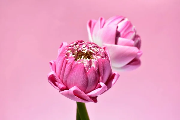 Two beautiful pink lotus background, flay lay, top view, Buddha lotus, peace and meditation, blossom, pink flowers, pastel pink background, spring, nature, bright, sunny, fresh