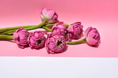 Güzel pembe nilüfer arkaplan, deri döşeme, üst manzara, pastel pembe arka plan, nilüfer arkaplan, güneşli barış, çiçekler, çiçek, bahar, Buda lotusu, pembe nilüfer, botanik, meditasyon