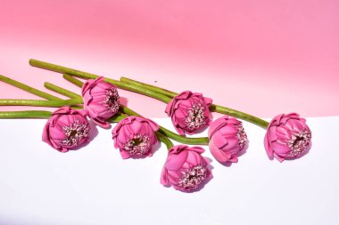 Güzel pembe nilüfer arkaplan, deri döşeme, üst manzara, pastel pembe arka plan, nilüfer arkaplan, güneşli barış, çiçekler, çiçek, bahar, Buda lotusu, pembe nilüfer, botanik, meditasyon