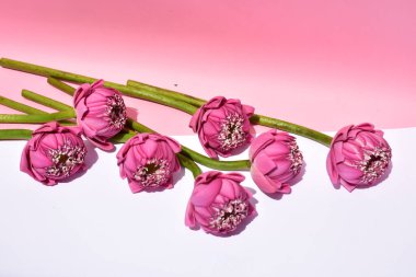 Güzel pembe nilüfer arkaplan, deri döşeme, üst manzara, pastel pembe arka plan, nilüfer arkaplan, güneşli barış, çiçekler, çiçek, bahar, Buda lotusu, pembe nilüfer, botanik, meditasyon