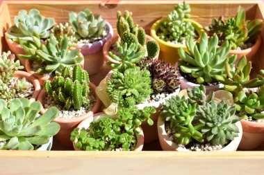 Güzel yeşil sulu ahşap kutu / ahşap sandık izole, yakın çekim, üst manzara, düz yatak, pastel pembe ve beyaz arka plan, çiçek, botanik, eko yeşil, bitki, Evergreen, doğal, kaktüs kapları, bahar, çiçek, çiçek, çiçek, bahçe, süsleme