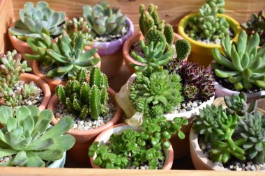 Güzel yeşil sulu ahşap kutu / ahşap sandık izole, yakın çekim, üst manzara, düz yatak, pastel pembe ve beyaz arka plan, çiçek, botanik, eko yeşil, bitki, Evergreen, doğal, kaktüs kapları, bahar, çiçek, çiçek, çiçek, bahçe, süsleme