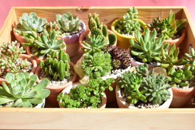 Güzel yeşil sulu ahşap kutu / ahşap sandık izole, yakın çekim, üst manzara, düz yatak, pastel pembe ve beyaz arka plan, çiçek, botanik, eko yeşil, bitki, Evergreen, doğal, kaktüs kapları, bahar, çiçek, çiçek, çiçek, bahçe, süsleme