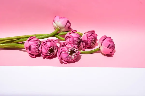 Güzel pembe nilüfer arkaplan, deri döşeme, üst manzara, pastel pembe arka plan, nilüfer arkaplan, güneşli barış, çiçekler, çiçek, bahar, Buda lotusu, pembe nilüfer, botanik, meditasyon