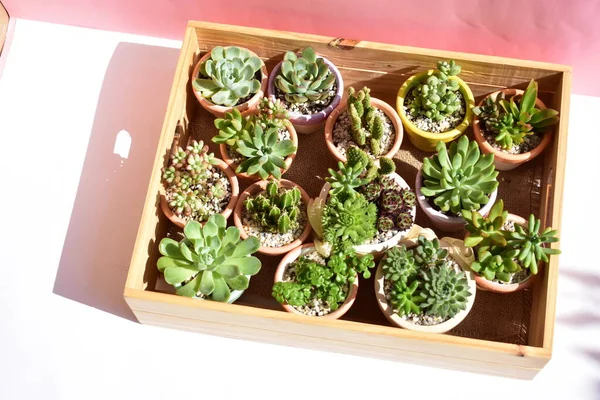 Hermosa Suculenta Verde Caja Madera Caja Madera Aislada Primer Plano — Foto de Stock