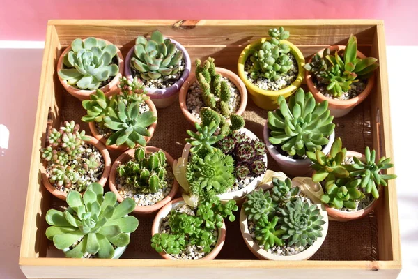 Güzel yeşil sulu ahşap kutu / ahşap sandık izole, yakın çekim, üst manzara, düz yatak, pastel pembe ve beyaz arka plan, çiçek, botanik, eko yeşil, bitki, Evergreen, doğal, kaktüs kapları, bahar, çiçek, çiçek, çiçek, bahçe, süsleme