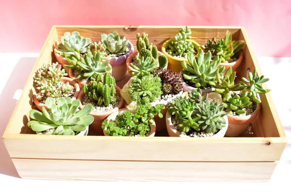 Güzel yeşil sulu ahşap kutu / ahşap sandık izole, yakın çekim, üst manzara, düz yatak, pastel pembe ve beyaz arka plan, çiçek, botanik, eko yeşil, bitki, Evergreen, doğal, kaktüs kapları, bahar, çiçek, çiçek, çiçek, bahçe, süsleme