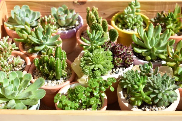 Güzel yeşil sulu ahşap kutu / ahşap sandık izole, yakın çekim, üst manzara, düz yatak, pastel pembe ve beyaz arka plan, çiçek, botanik, eko yeşil, bitki, Evergreen, doğal, kaktüs kapları, bahar, çiçek, çiçek, çiçek, bahçe, süsleme