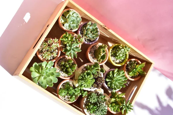 Beautiful Green Succulent Wooden Box Wood Crate Isolated Close Top — стоковое фото
