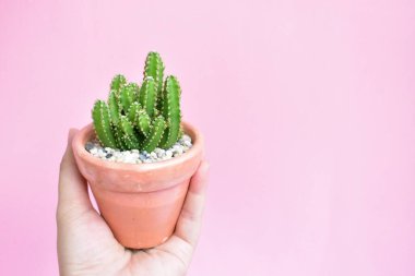 Yakın çekim, düz yatak, üst manzara, fotokopi alanı, güneşli, bahçe, taze ve ılık, çiçek, bitki konsepti, botanik, ev dekorasyonu, yeşil çiçekler, nilüfer çiçeği, bahar zamanı, pastel pembe arka plan, sulu tencere tutan bir kadın.