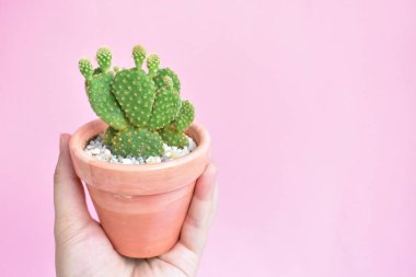 Yakın çekim, düz yatak, üst manzara, fotokopi alanı, güneşli, bahçe, taze ve ılık, çiçek, bitki konsepti, botanik, ev dekorasyonu, yeşil çiçekler, nilüfer çiçeği, bahar zamanı, pastel pembe arka plan, sulu tencere tutan bir kadın.