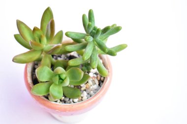 Yakın çekim, düz yatak, üst manzara, fotokopi alanı, güneşli, bahçe, taze ve ılık, çiçek, bitki konsepti, botanik, ev dekorasyonu, yeşil çiçekler, nilüfer çiçeği, bahar zamanı