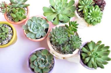 Yakın çekim, düz yatak, üst manzara, fotokopi alanı, güneşli, bahçe, taze ve ılık, çiçek, bitki konsepti, botanik, ev dekorasyonu, yeşil çiçekler, nilüfer çiçeği, bahar zamanı