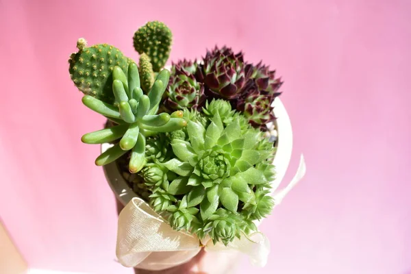 Vakre Grønne Sukkulente Ans Cactus Mix Pot Isolert Pastellrosa Hvit – stockfoto