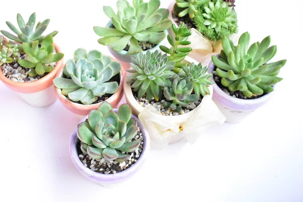 Succulent Close Flat Lay Top View Copy Space Sunny Garden — Stock Photo, Image