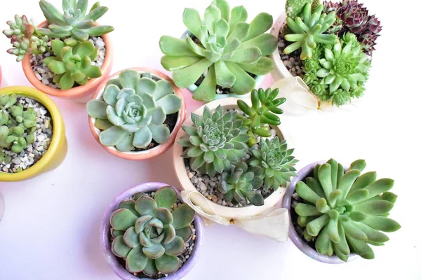 Succulent Close Flat Lay Top View Copy Space Sunny Garden — Stock Photo, Image