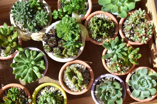 Sukkulente Nahaufnahme Flache Lage Draufsicht Kopierraum Sonnig Garten Frisch Und — Stockfoto