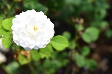 Gül bahçesinde izole edilmiş güzel beyaz gül, yakın plan, çiçek, çiçek, doğa, kamelya gülü, sevgililer günü gülü, çiçek, bahar zamanı, yaz, sevgililer günü arka planı, barış konsepti, botanik, aşk, düğün, güneşli, mutlu doğum günü gülleri