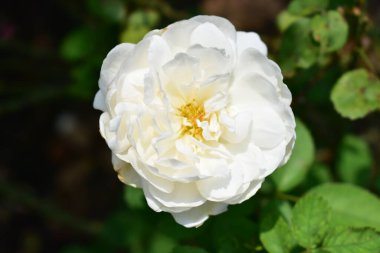 Güzel beyaz gül bahçesi, kapat, çiçek, doğa, kamelya gülü, sevgililer günü gülü, çiçek, bahar zamanı, yaz, sevgililer günü arka planı, barış konsepti, botanik, aşk, düğün, güneşli, mutlu doğum günü gülleri.