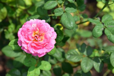 Güzel pastel pembe gül bahçesi, yakın plan, çiçek, çiçek, doğa, kamelya gülü, sevgililer günü gülü, çiçek, bahar zamanı, yaz, sevgililer günü arka planı, barış konsepti, botanik, aşk, düğün, güneşli, mutlu doğum günü gülleri