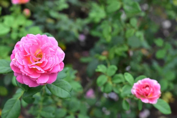 Красивий Рожевий Сад Троянд Крупним Планом Квітка Природа Рожева Камелія — стокове фото