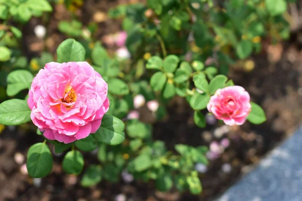 Hermosa Rosa Rosa Aislada Jardín Rosas Primer Plano Flor Flor — Foto de Stock